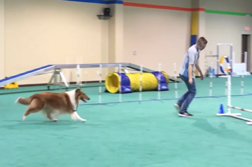 DreamsickleAgility2018-04-25 at 9.05.19 PM.png